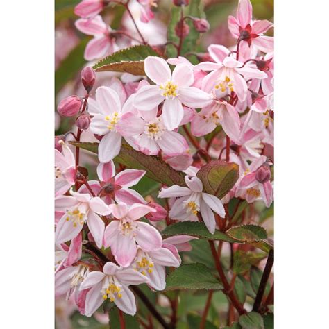 nikko blush deutzia shrubs.